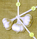brainding garlic A