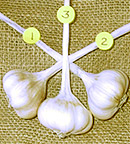 brainding garlic stepc