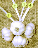 brainding garlic stepe