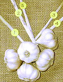 brainding garlic stepf