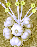 brainding garlic steph