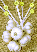 brainding garlic stepi