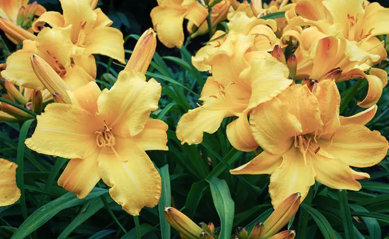 Daylily Planting and Care: What You Should Know