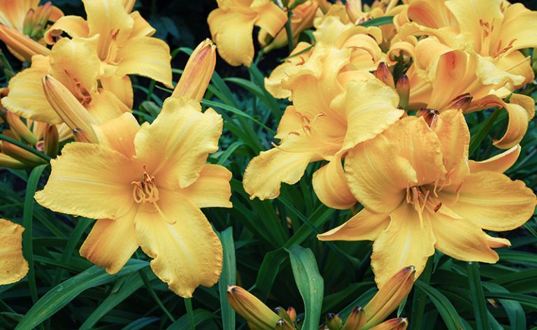 lemon daylily