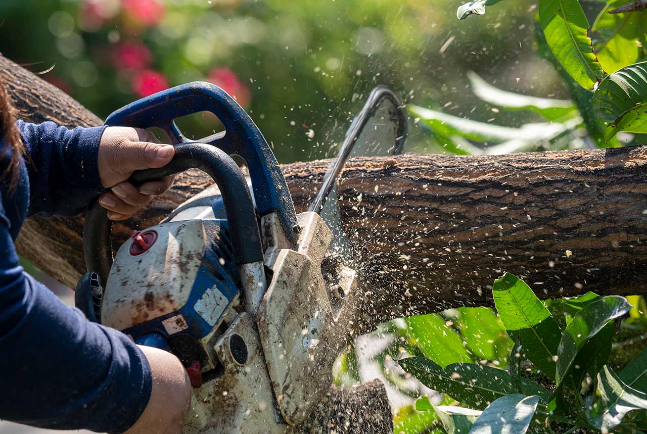 How To Cut Down A Large Tree Near A House