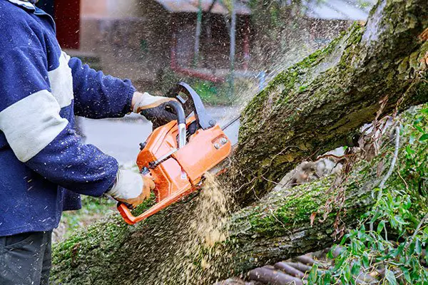 How To Cut Down A Large Tree Near A House
