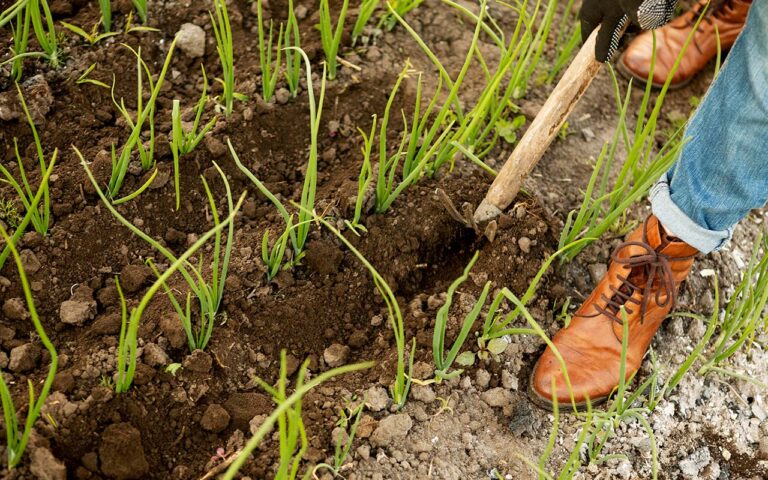 How To Dig A Trench By Hand