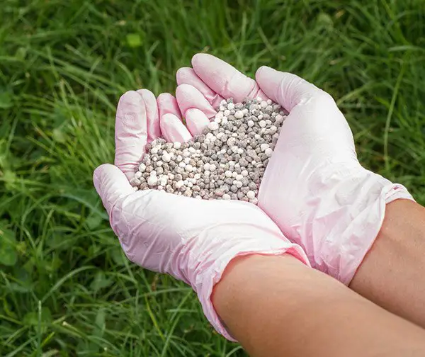 Should You Use 19-19-19 Fertilizer for Lawns?