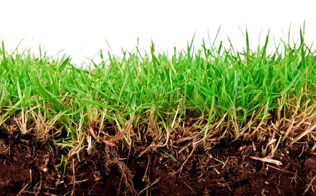 grass soil close