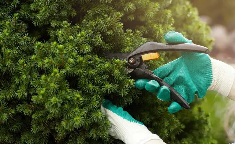 How To Trim A Pine Tree Without Killing It