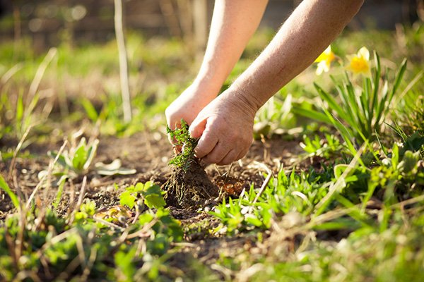 pulling up weeds