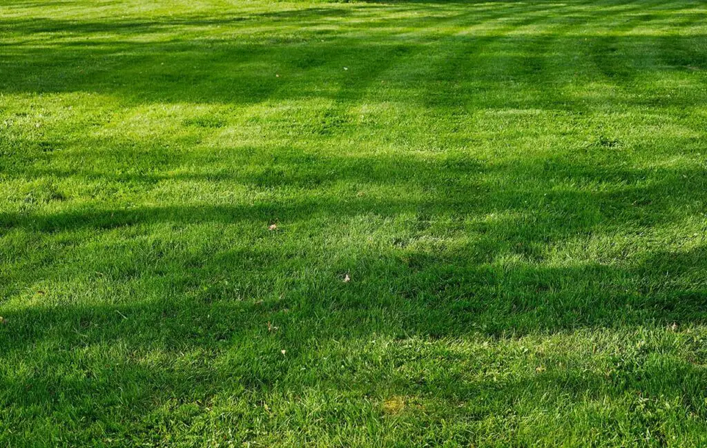 smooth lawn
