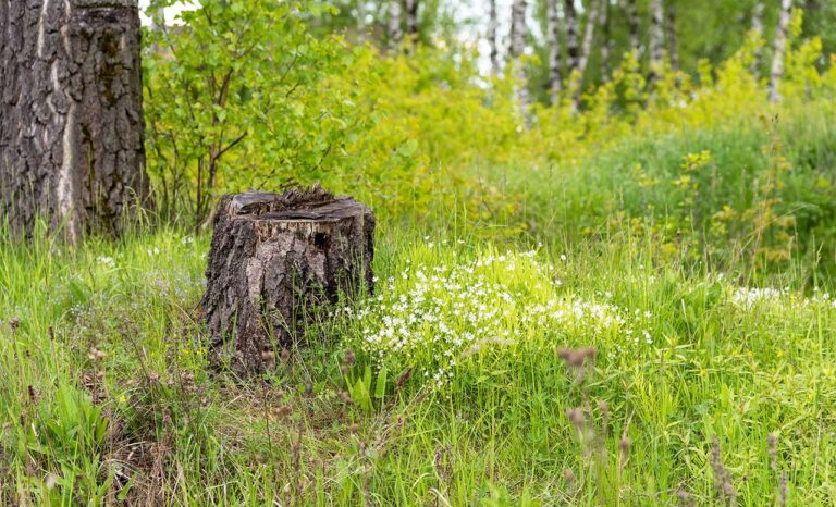 How To Kill Weeds and Keep Trees and Shrubs Safe