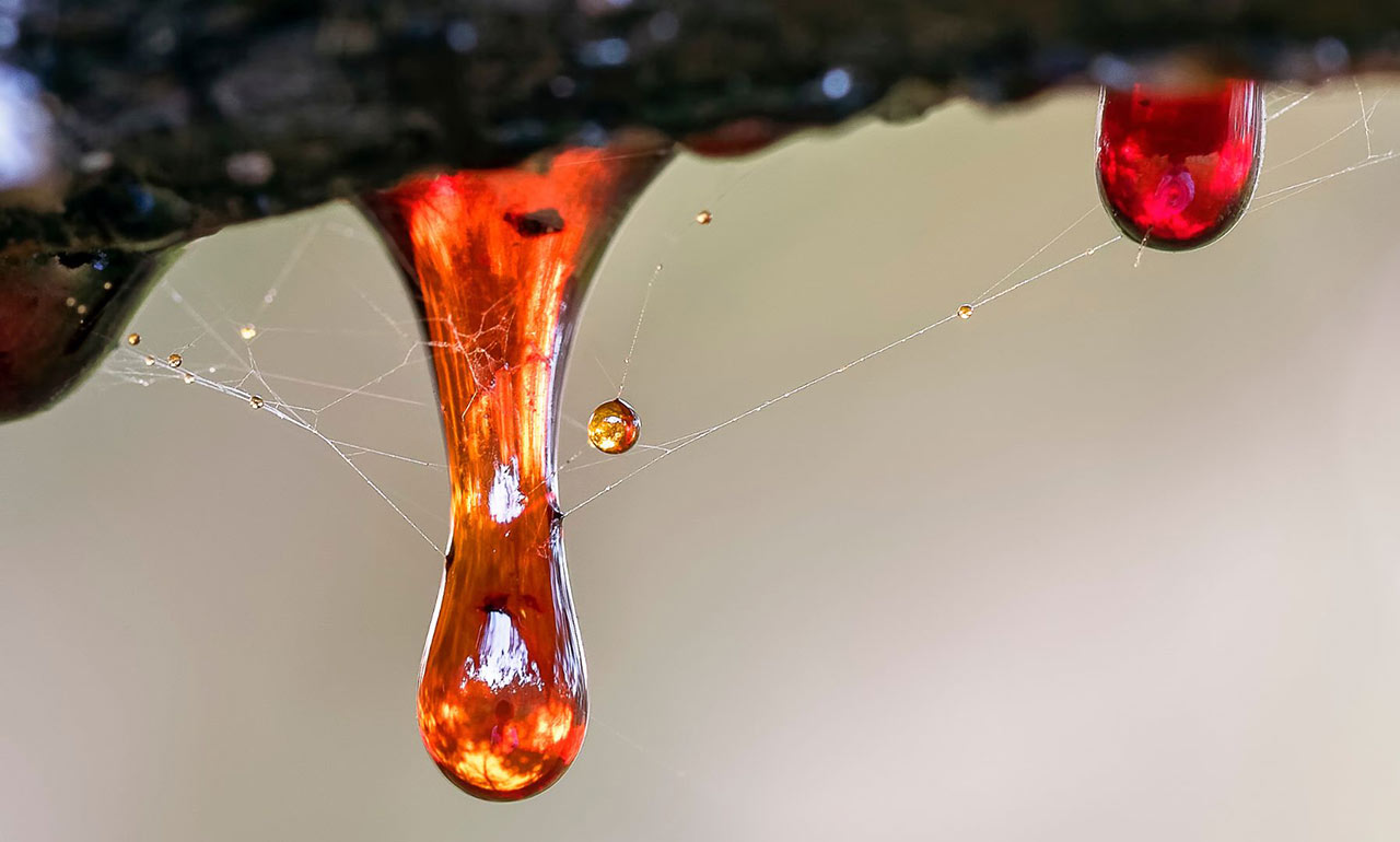 How To Get Tree Sap Out Of Clothes (and Shoes)