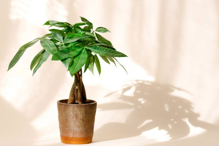 How To Braid A Money Tree (When And Why You Should Do This!)