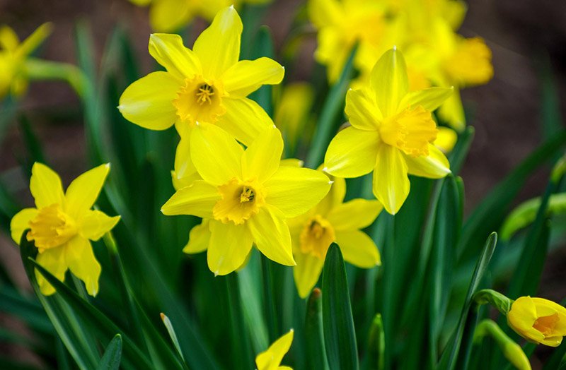 12 Types Of Beautiful Yellow Spring Flowers: A Guide to Brighten Up Your Garden 1 daffodils