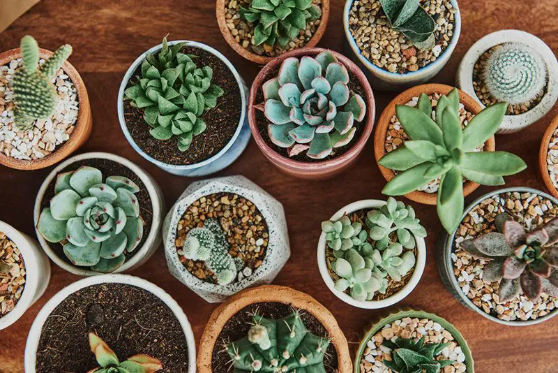 Succulents in tiny pots