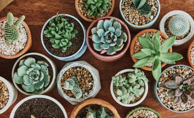 What Are Succulents Good For? Benefits and Uses of These Low-Maintenance Plants