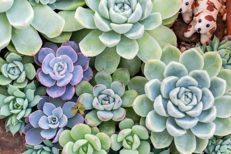 What Are Succulents Good For? Benefits and Uses of These Low-Maintenance Plants