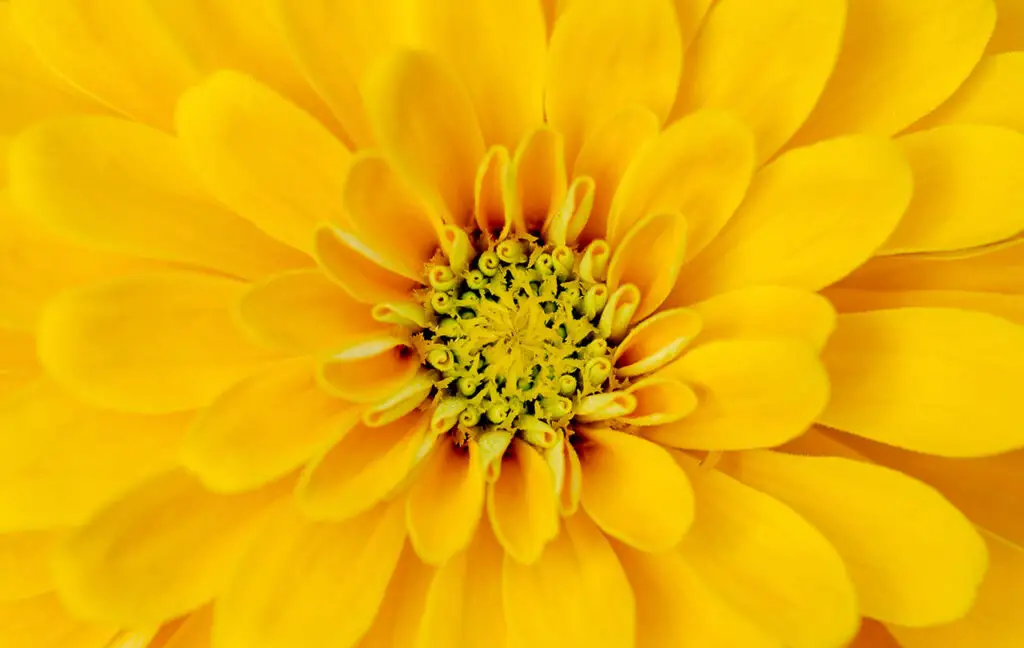 yellow flower 1