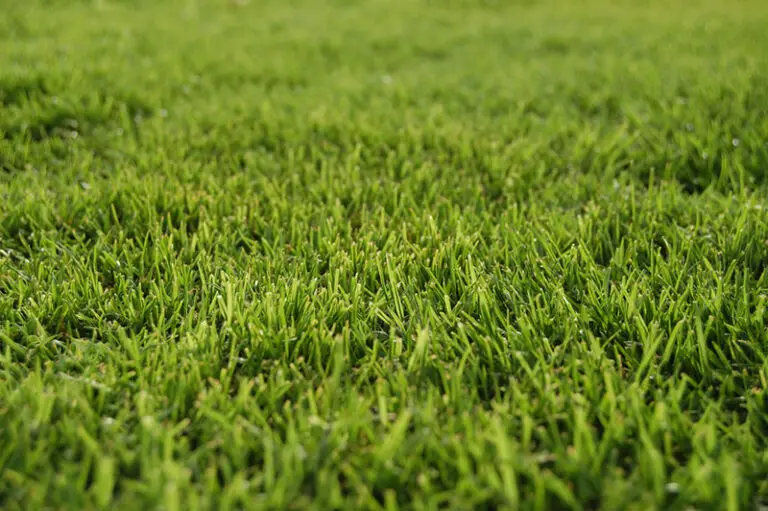 When Does Bermuda Grass Turn Green?