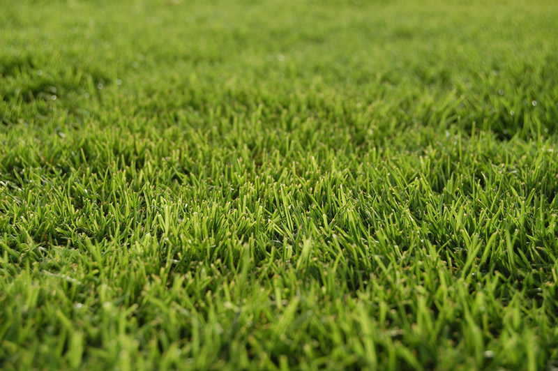 Bermuda grass