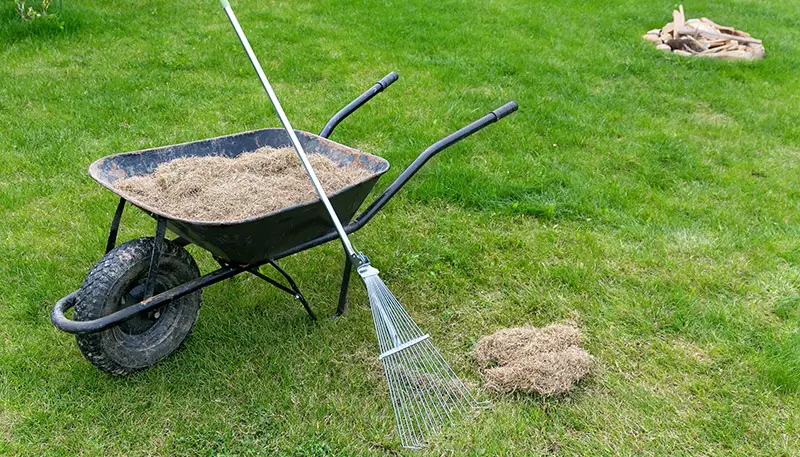 Dethatching lawn with a rake moss removal