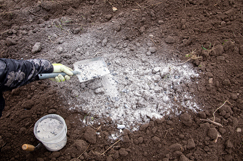 Gardener mixing wood burn ash powder in garden black soil