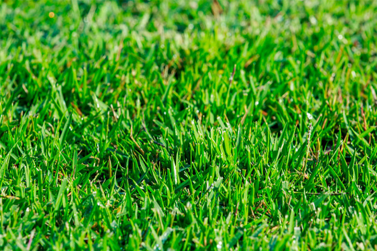 Zoysia grass closeup