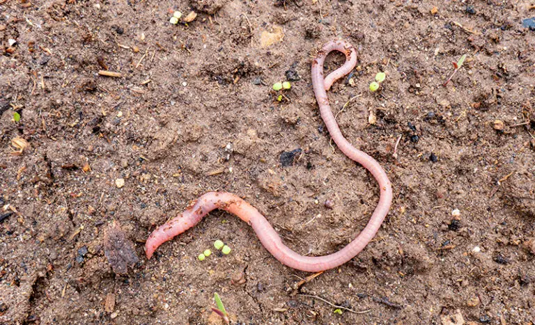 Do Beneficial Nematodes Kill Earthworms? (ANSWERED!)