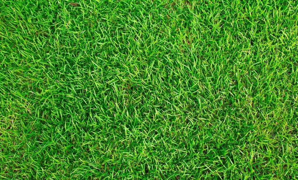 grass fertilize
