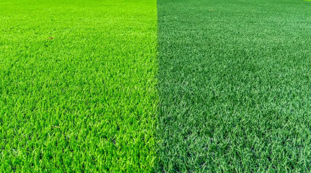 grass vs