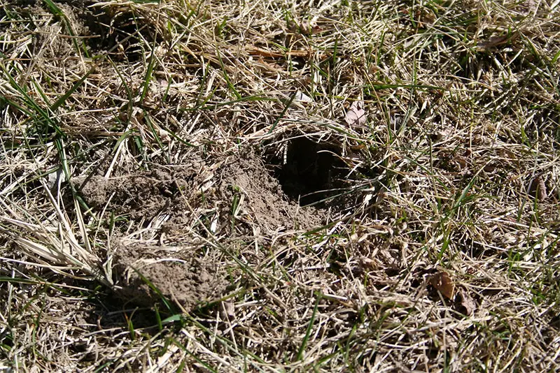 holes in yard