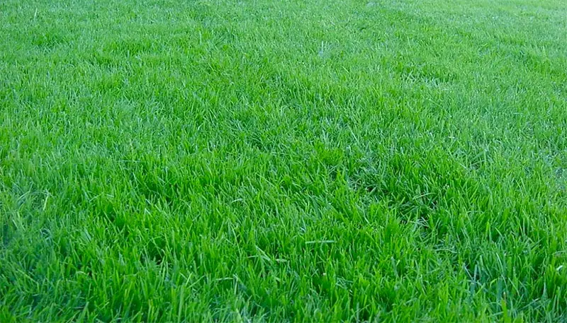 kentucky bluegrass lawn