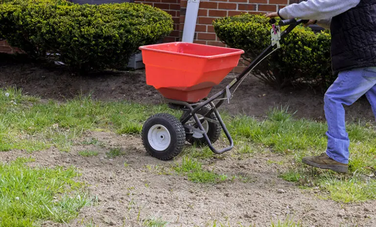 Should You Fertilize Or Spray For Weeds First?