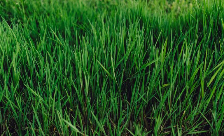 How To Make St Augustine Grass Spread Quickly