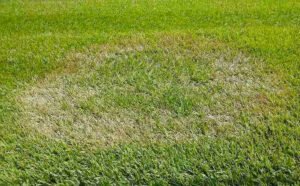 Most Common Diseases in St. Augustine Grass (Prevent & Identify)