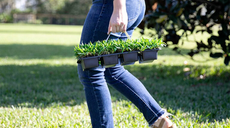 When And How To Plant St Augustine Grass Plugs