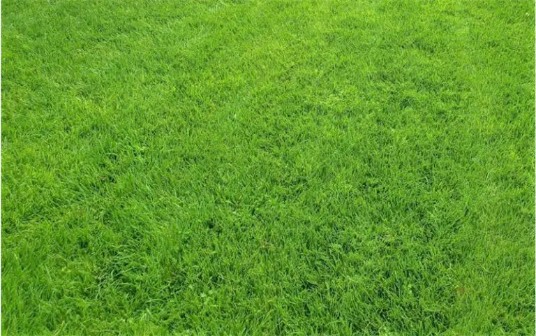 tall fescue grass