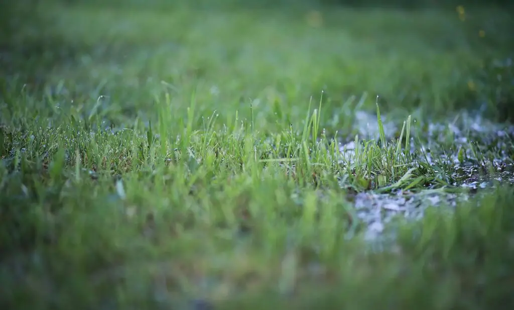 wet grass 2