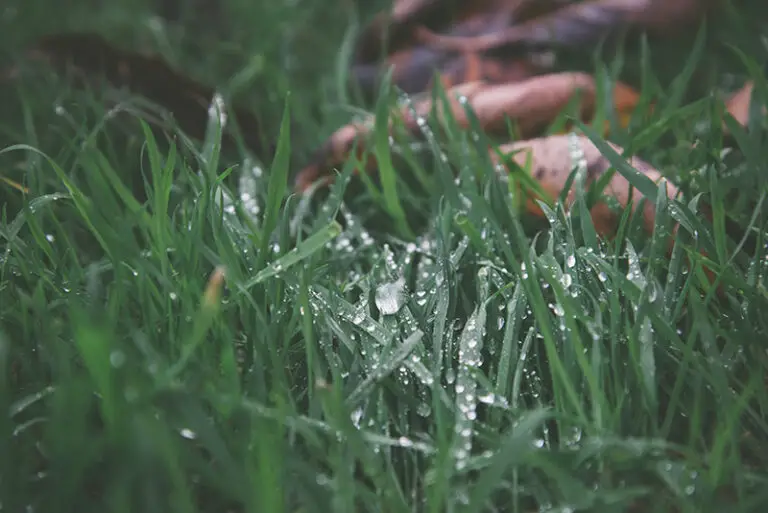 How Soon Can You Cut Grass After It Rains? ANSWERED