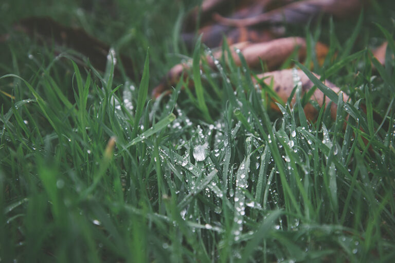 wet grass