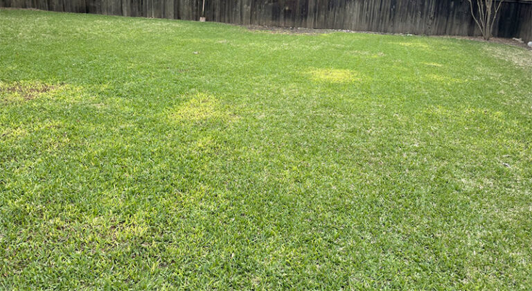 yellowing st augustine grass