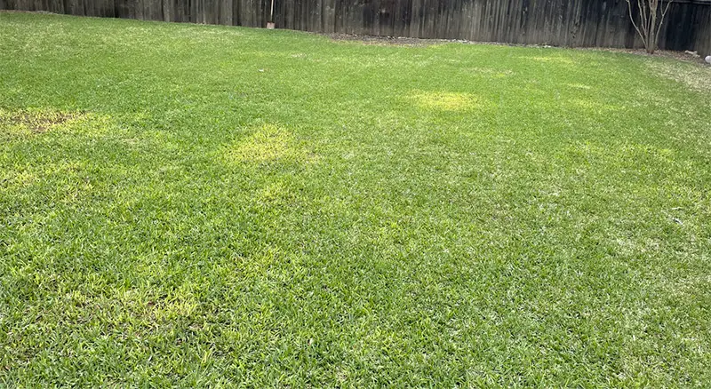 yellowing st augustine grass
