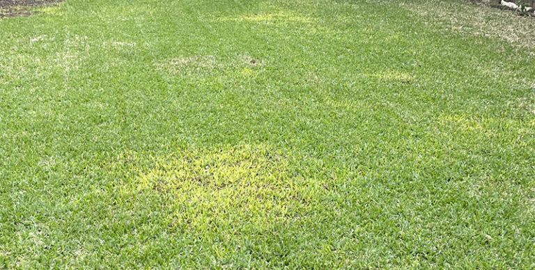 Most Common Diseases in St. Augustine Grass (Prevent & Identify)