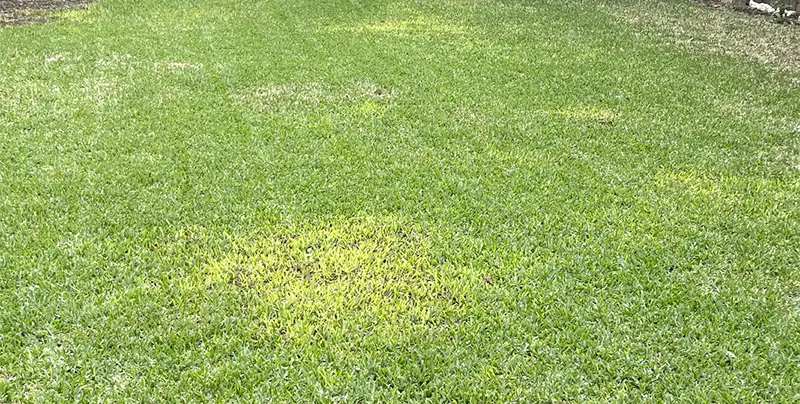 yellowing st augustine grass