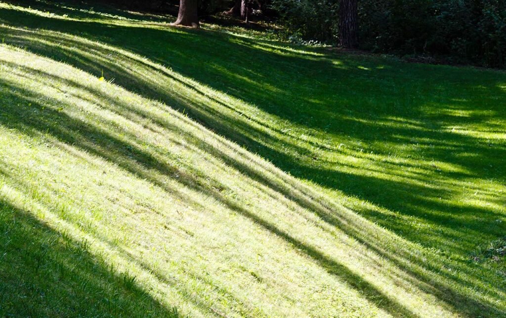 Will Zoysia Grow In Shade? What To Know