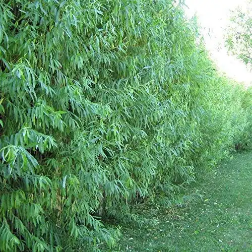 10 Austree Hybrid Willow Trees, Fastest Growing Shade or Privacy Tree