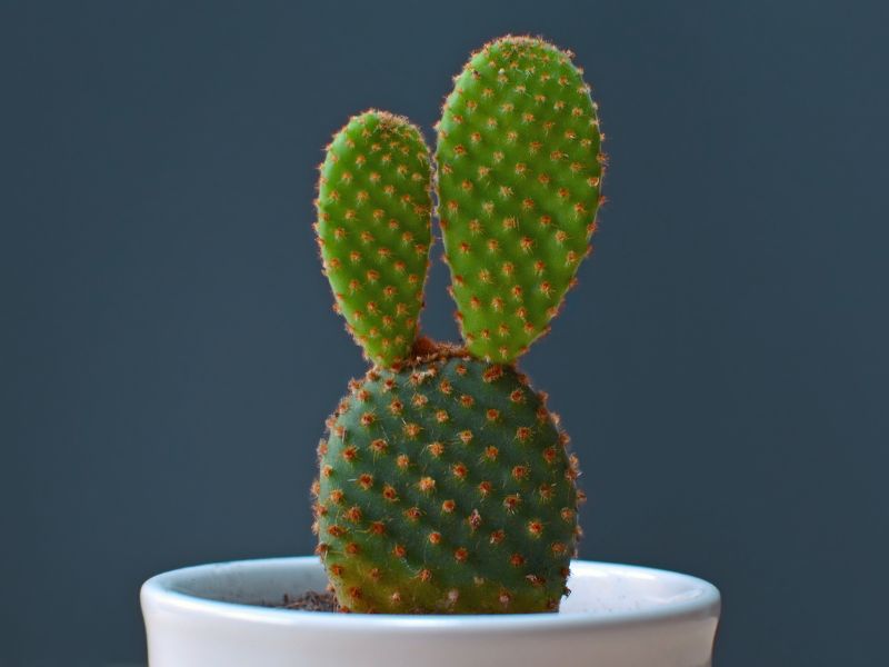 Cactus houseplant