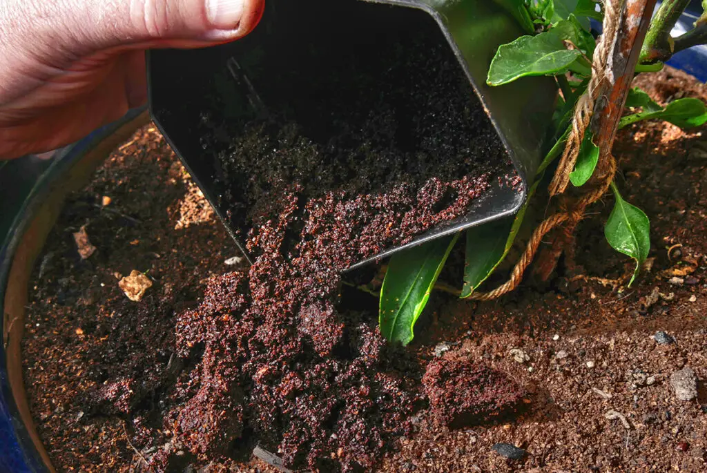 Coffee grounds are poured at the feet of a plant